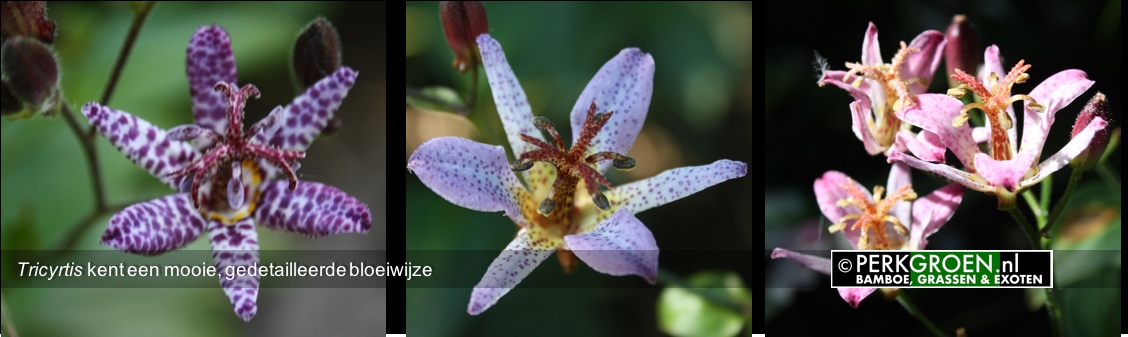 Tricyrtis kent een mooie gedetailleerde bloeiwijze Tricyrtis kent een mooie gedetailleerde bloeiwijze
